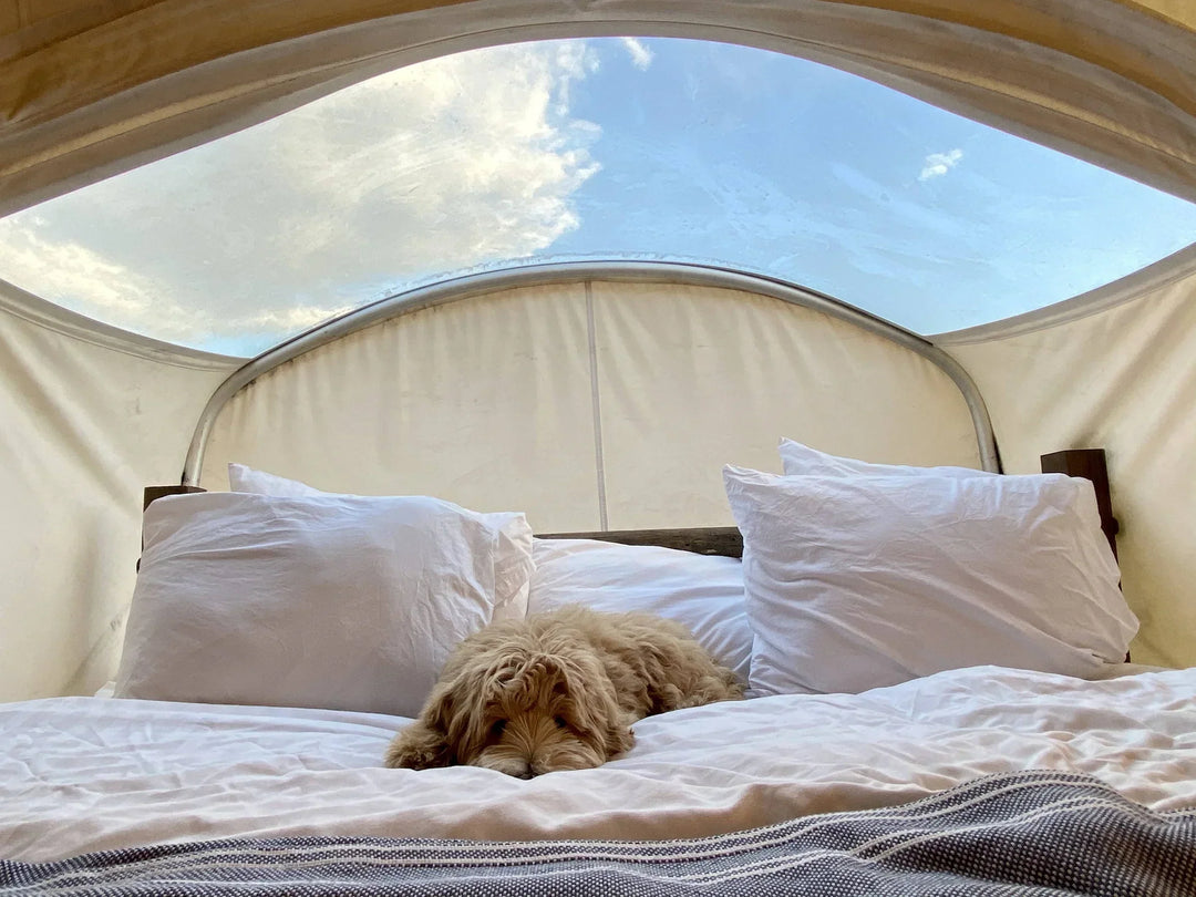 From Science to Snuggles: How Dog is Love Sparked Doggee Club