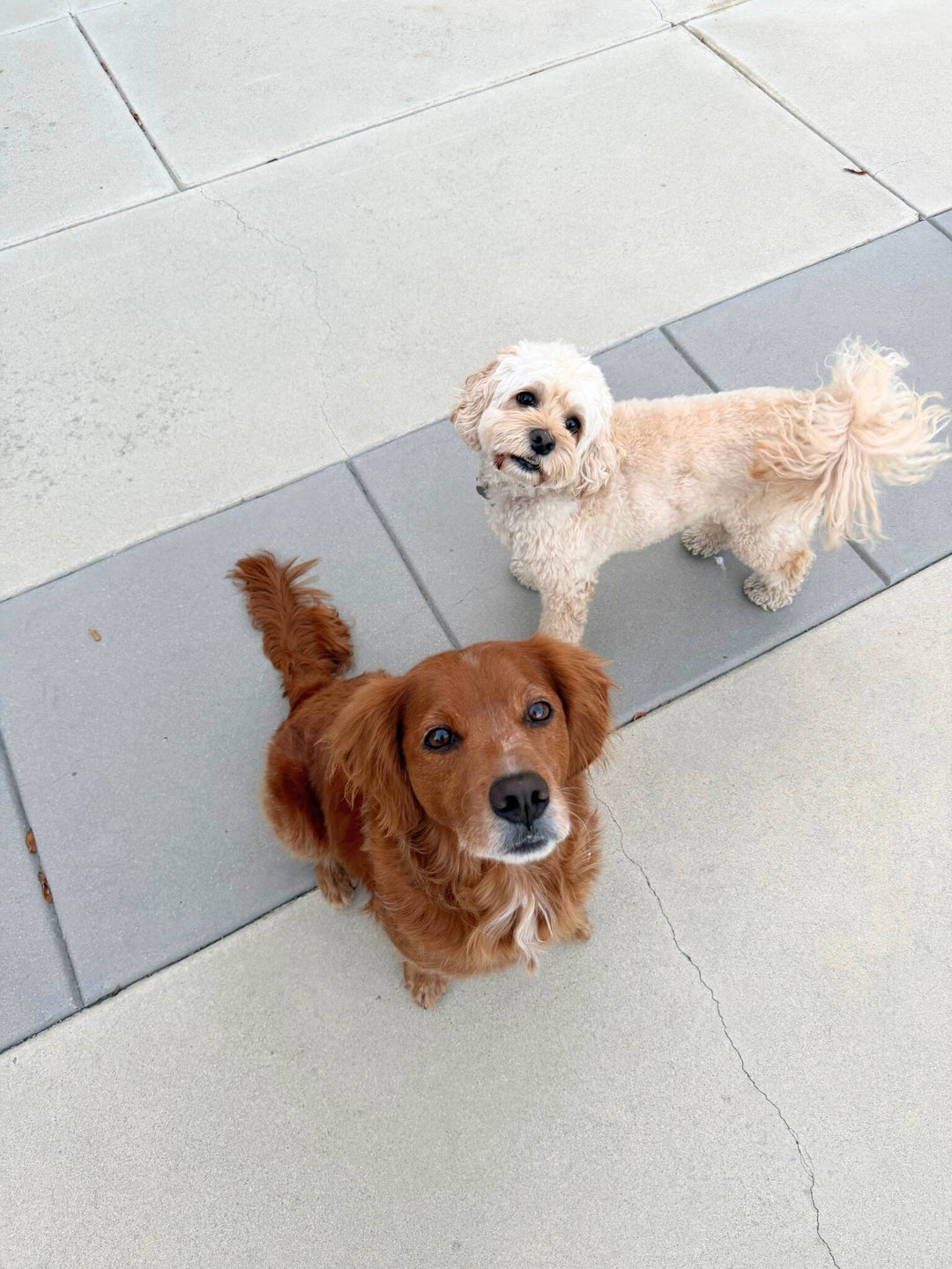 Three Quick Tips for Raising a Well-Socialized Dog