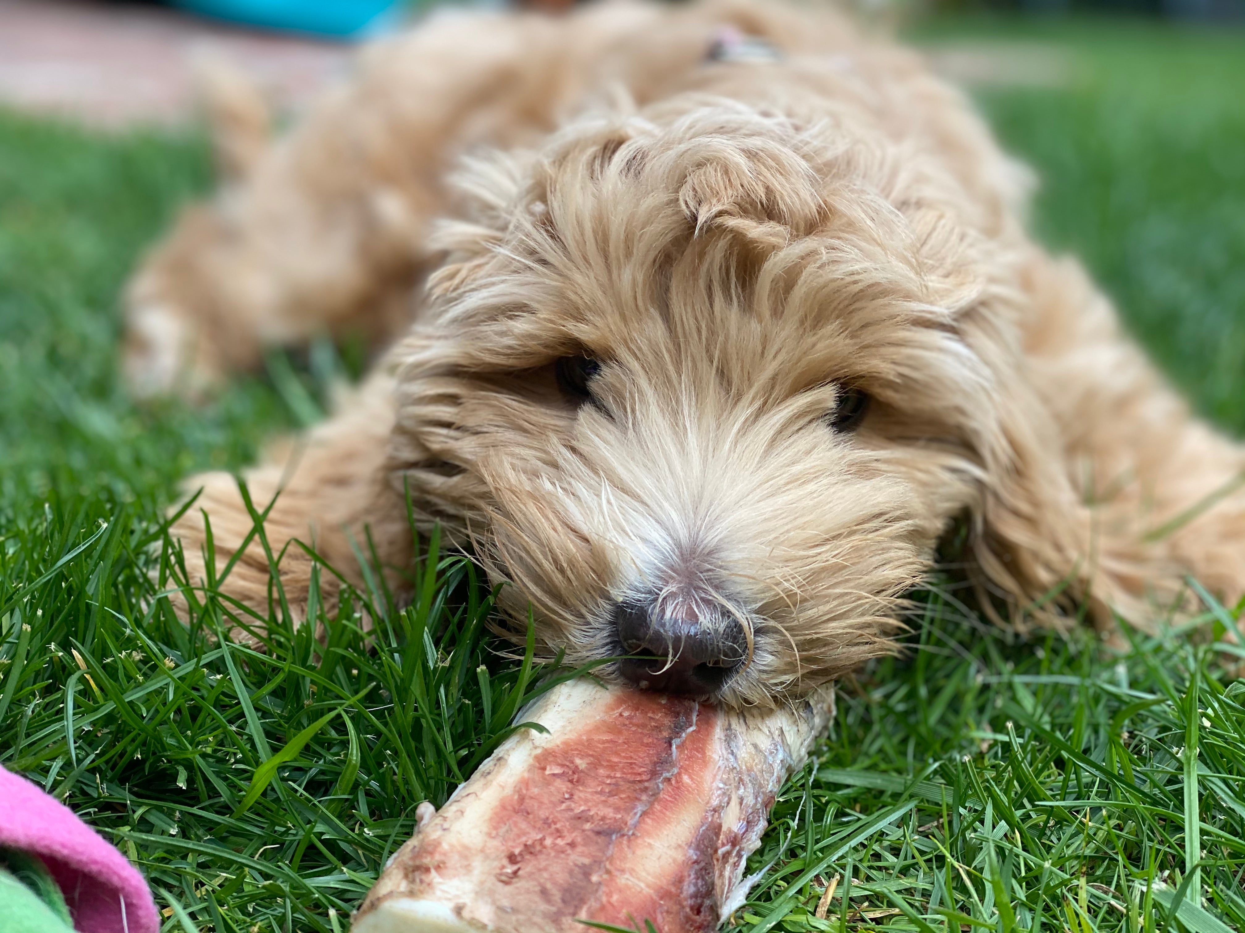 inari eating bone