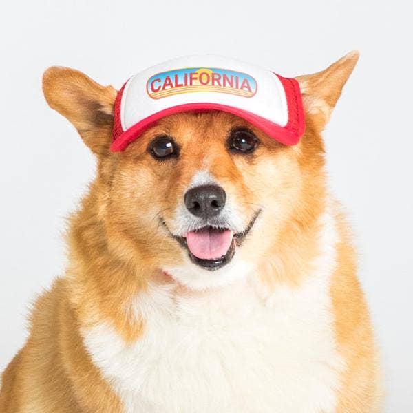 Pasadena Sunset Trucker Hat for Dogs