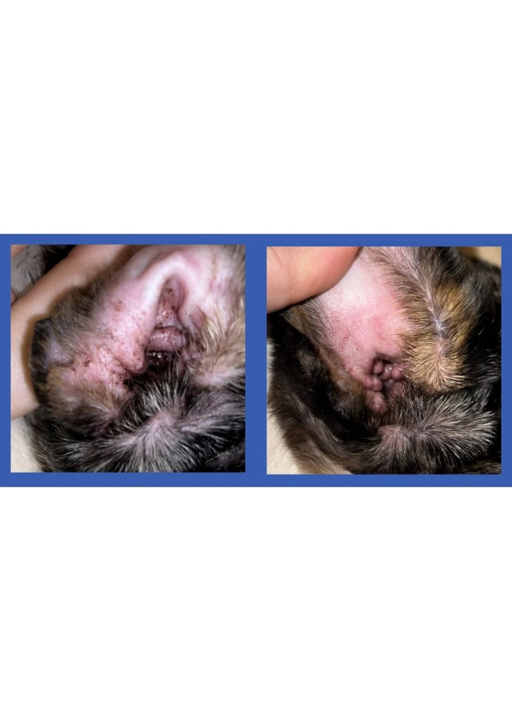 Ear Wipes