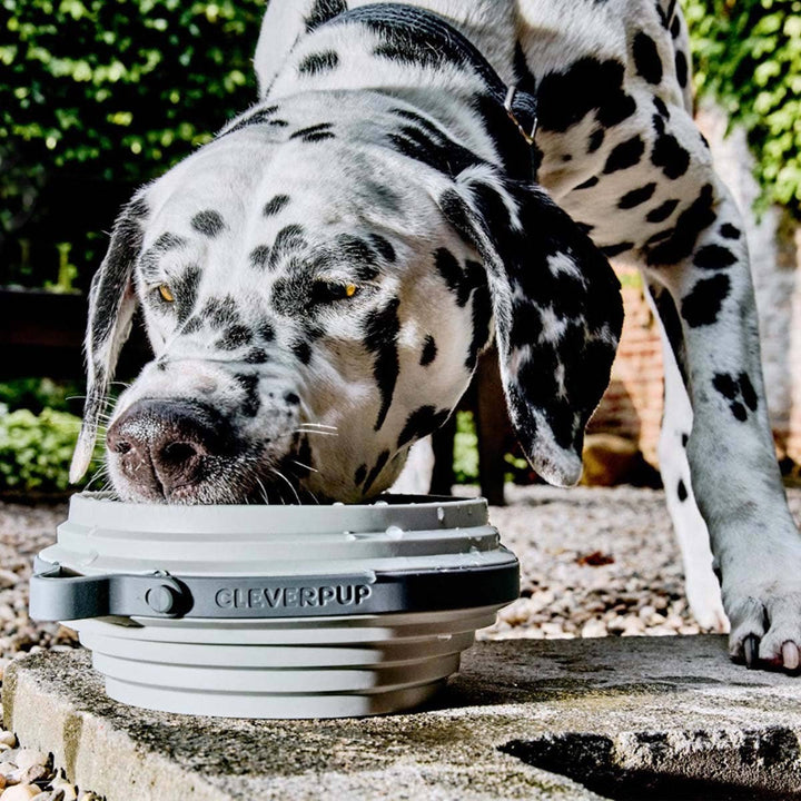 Nomad Collapsible Dog Bowl