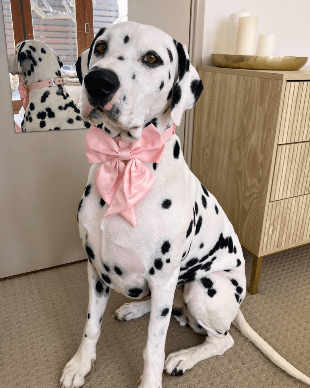 Wander! Collar Bow Blossom