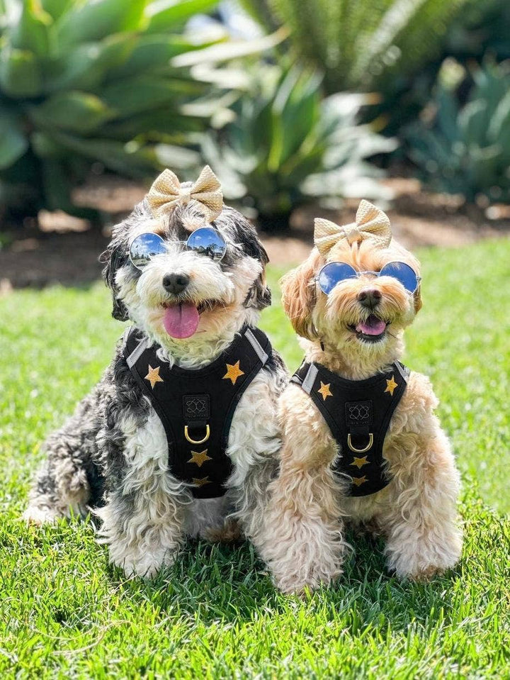 SoHo Dog Harness Rockstar