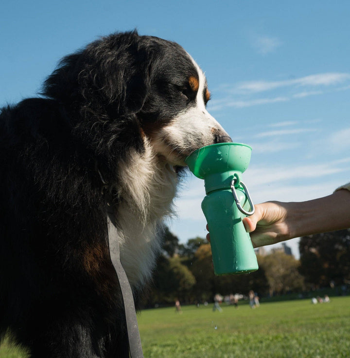 Dog Travel Water Bottle - 20oz Flip