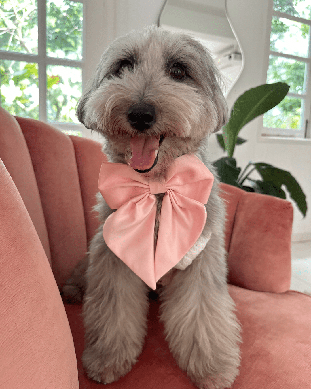 Wander! Collar Bow Blossom