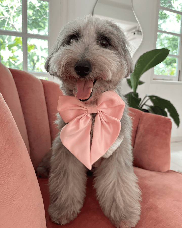 Wander! Collar Bow Blossom