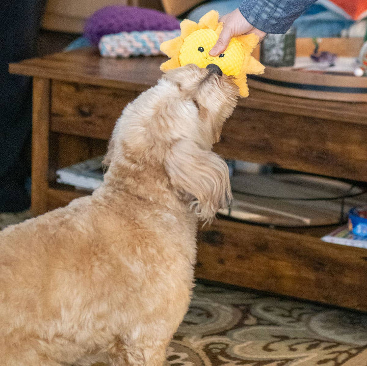 Sun Plush Dog Toy, 8"