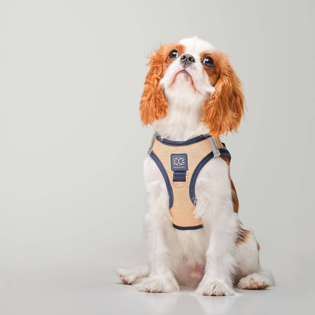 SoHo Dog Harness - Hamptons
