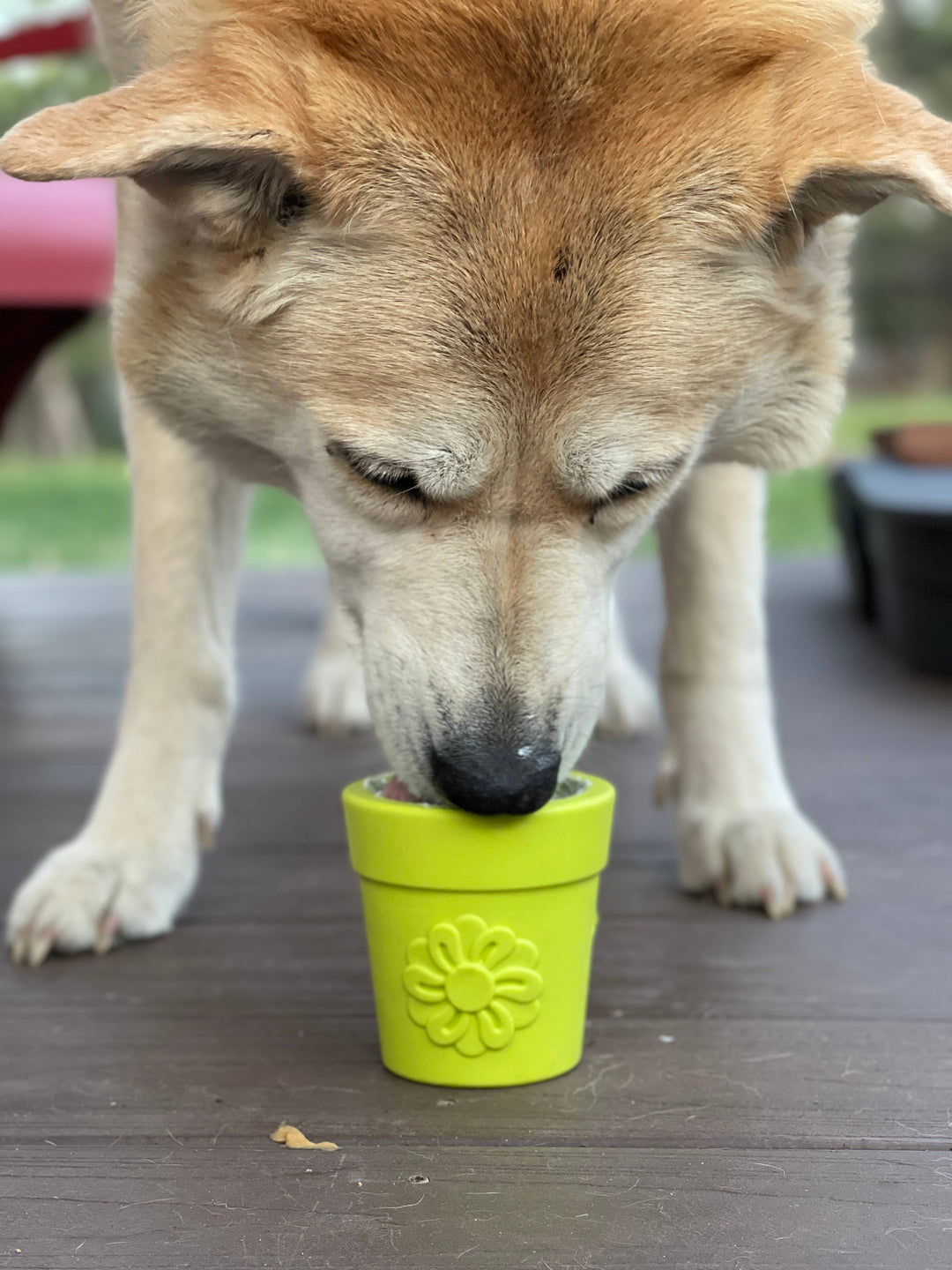 Flower Pot Durable Rubber Treat Dispenser &amp; Enrichment