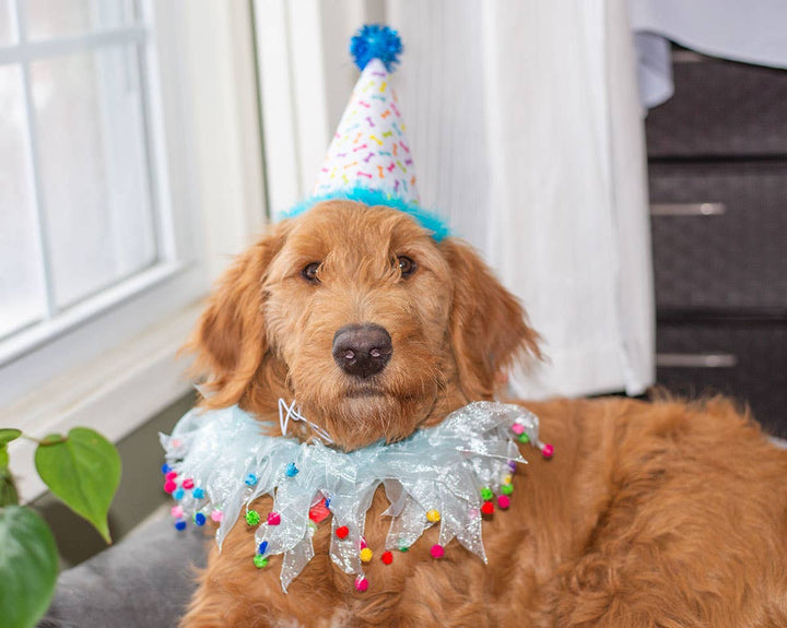 Party Pom Pom Collar Blue Medium