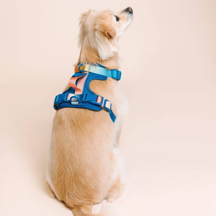 Atlas Blue No Pull Harness
