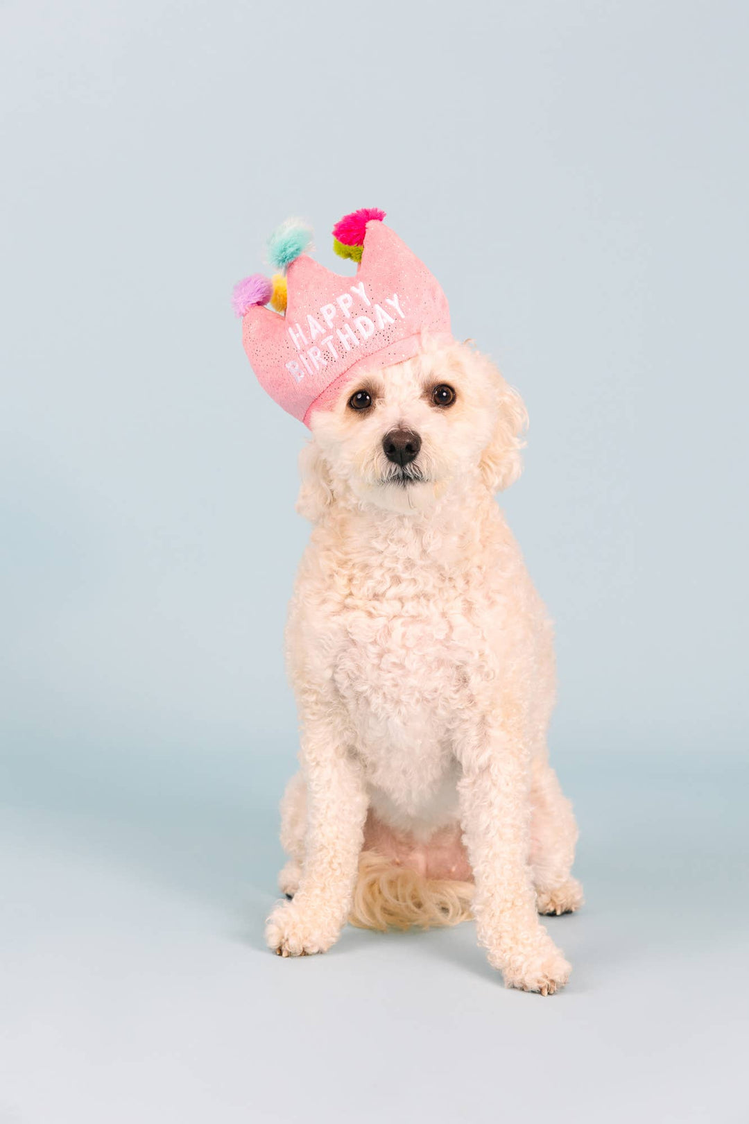 If the Crown Fits Birthday Dog Toy/Hat