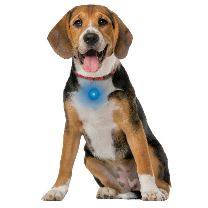 SpotLit Rechargeable Collar Light Blue