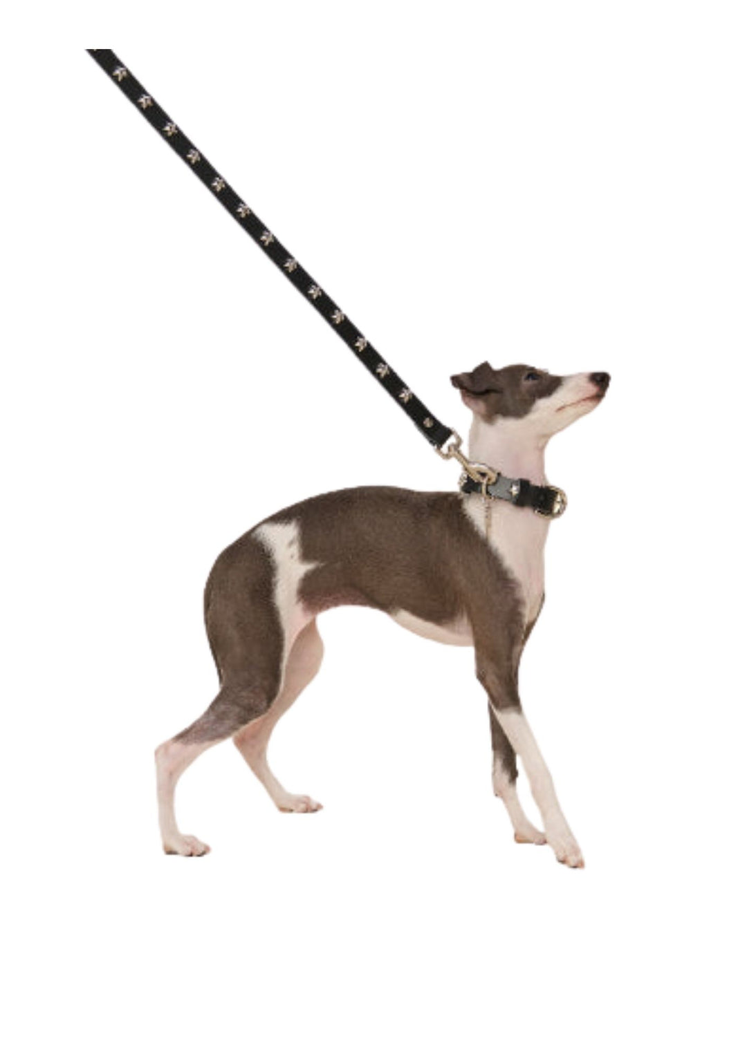 Black Star Leash