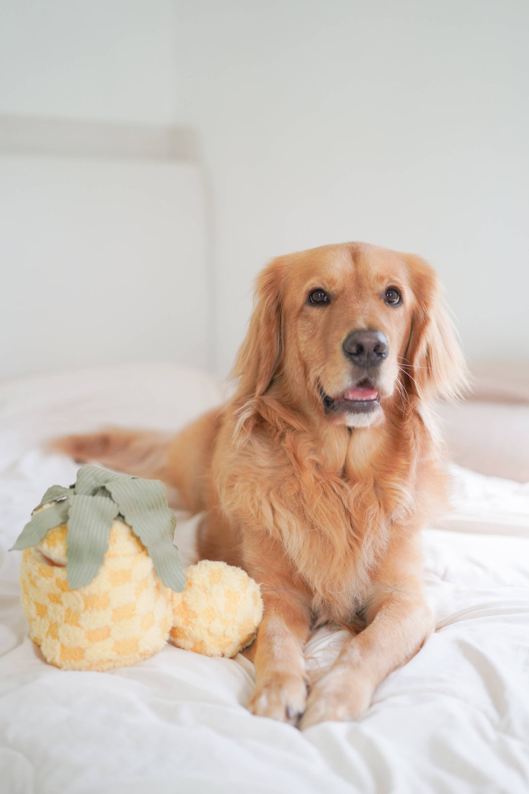 Pineapple Enrichment Dog Toy