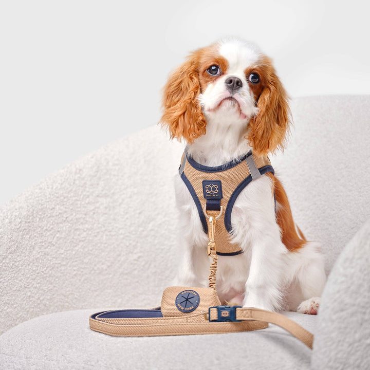 3-in-1 City Dog Leash - Hamptons