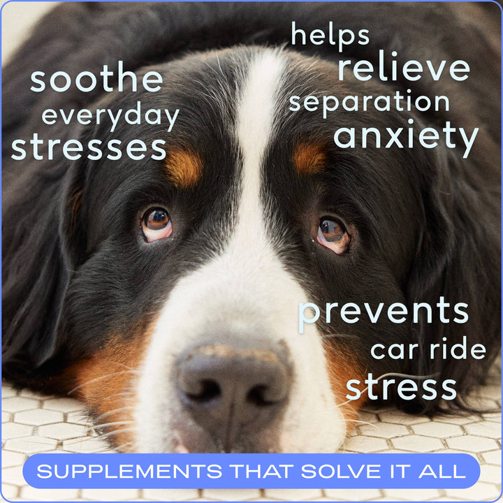 Calm Chews Anxiety &amp; Calming Supplement for Dogs