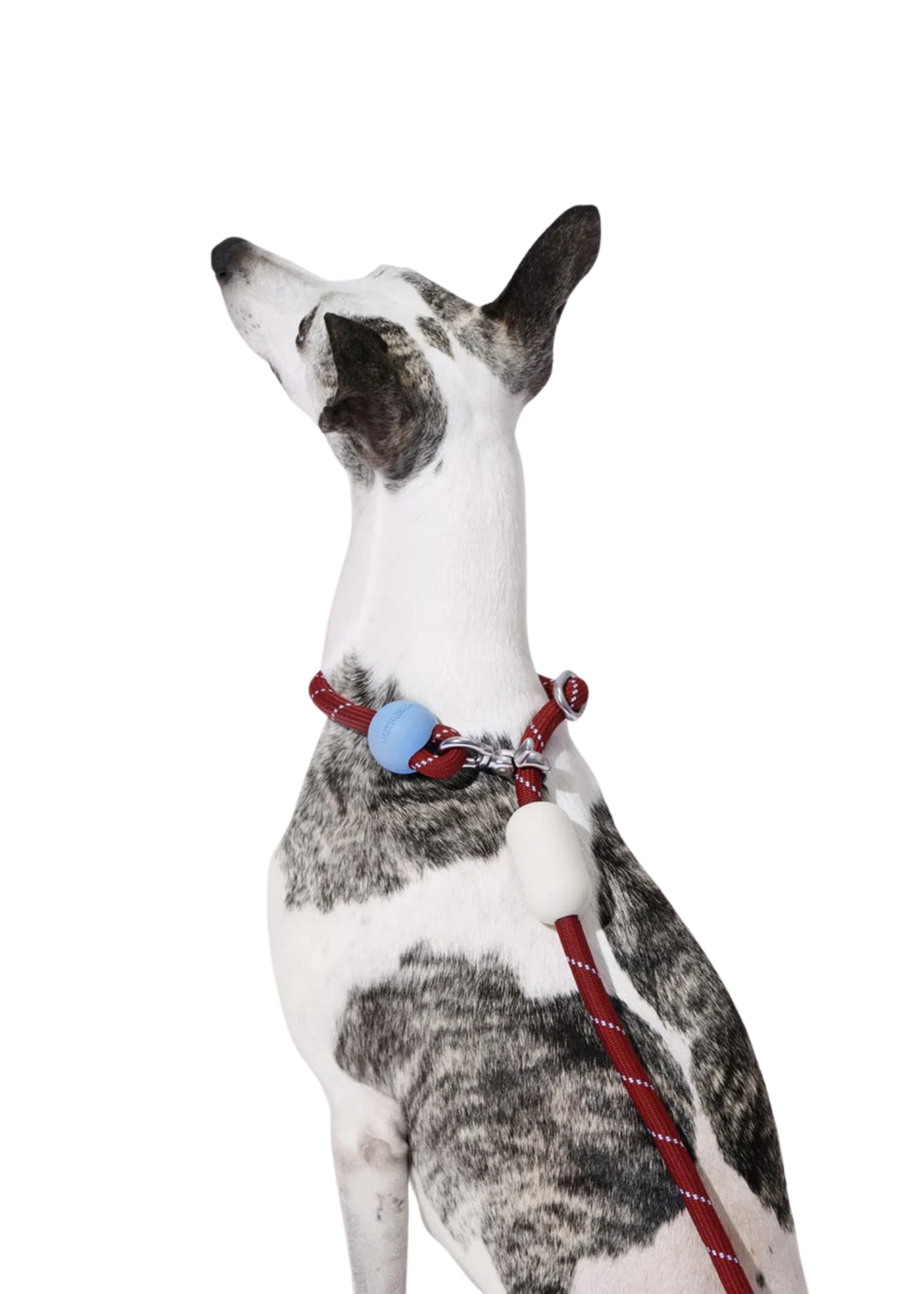 Mist &amp; Merlot Connect Hands-Free Rope Leash