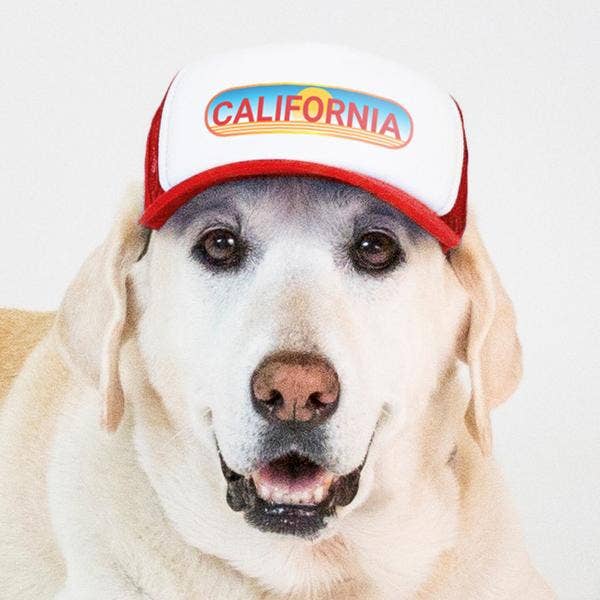 Pasadena Sunset Trucker Hat for Dogs