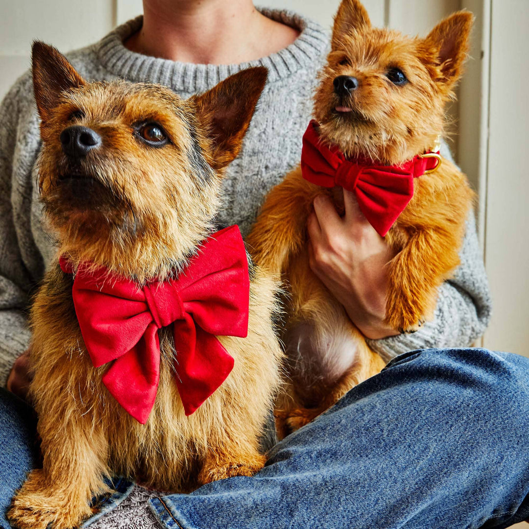 Cranberry Velvet Day Dog Bow Tie
