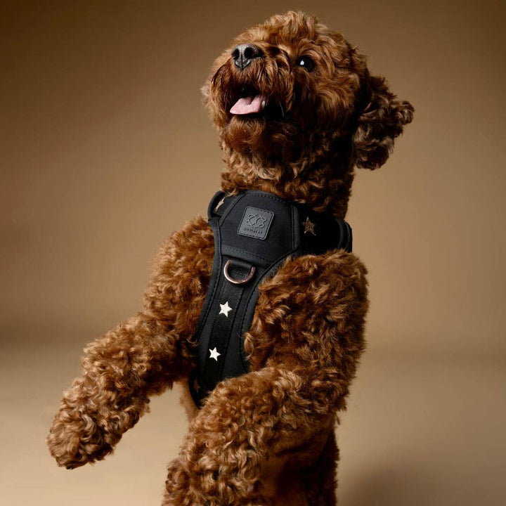 The NoMad Adjustable Luxe Harness - Rockstar