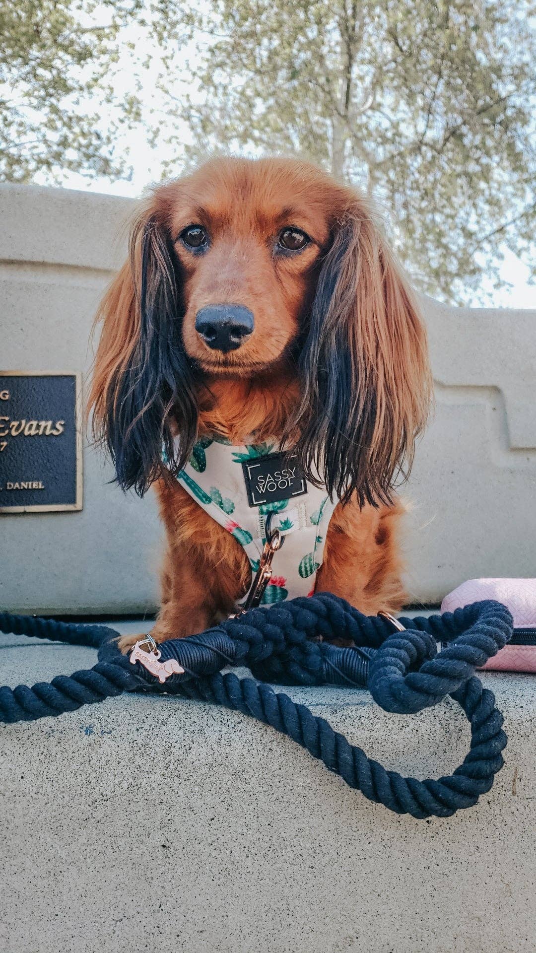 Rope Leash - Noir