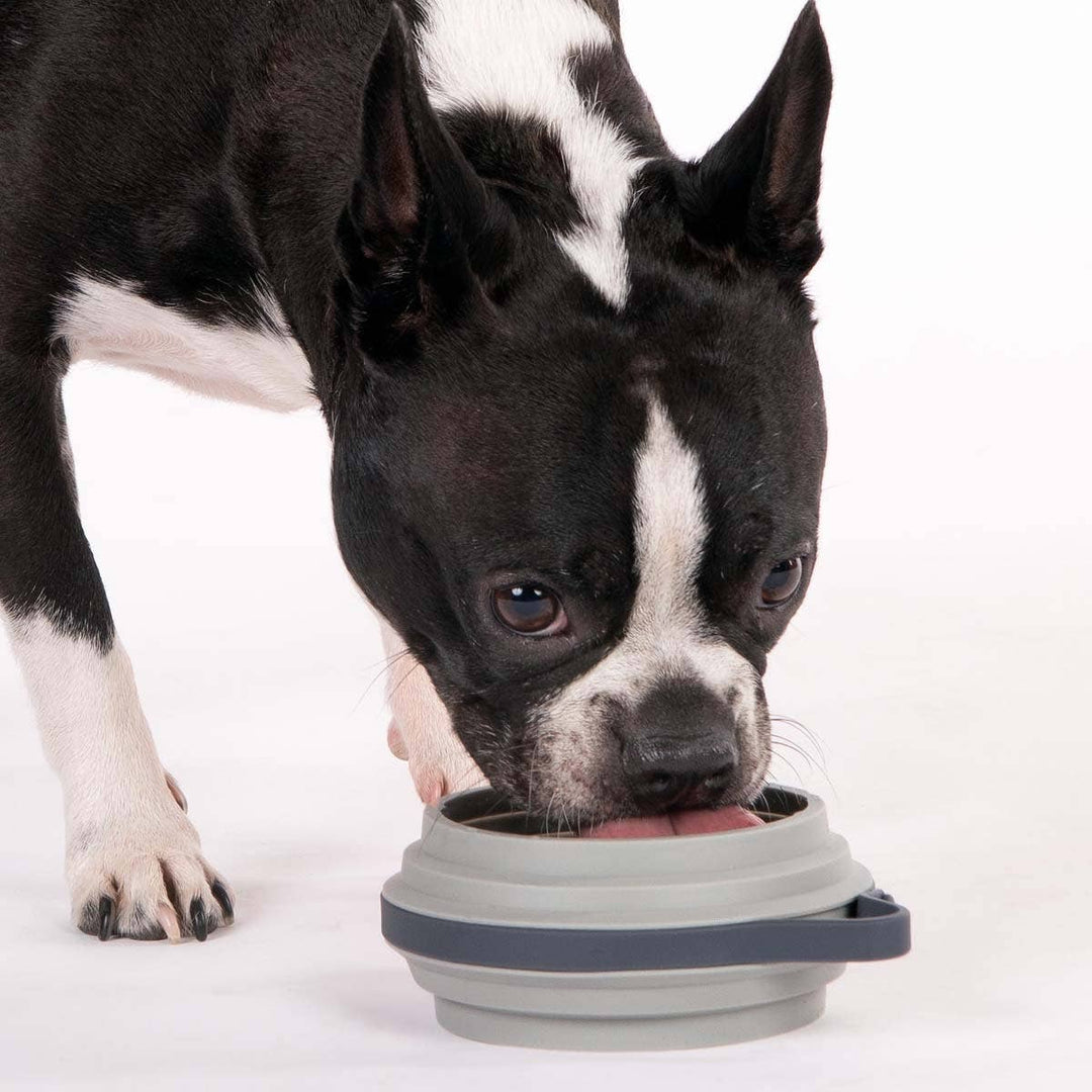 Nomad Collapsible Dog Bowl