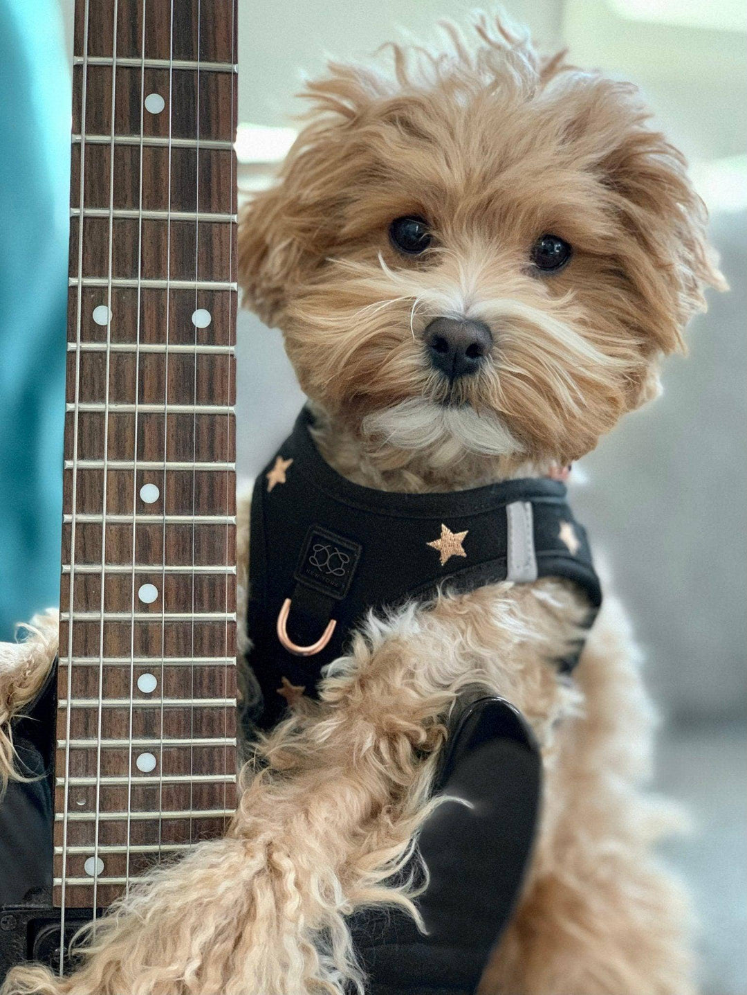 SoHo Dog Harness Rockstar