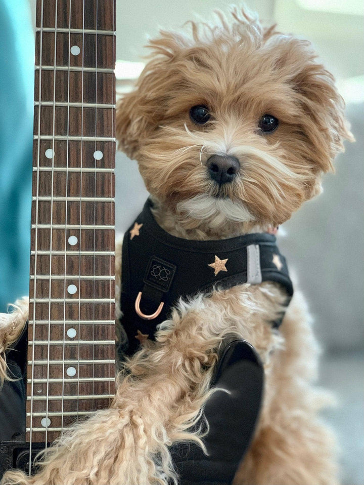 SoHo Dog Harness Rockstar