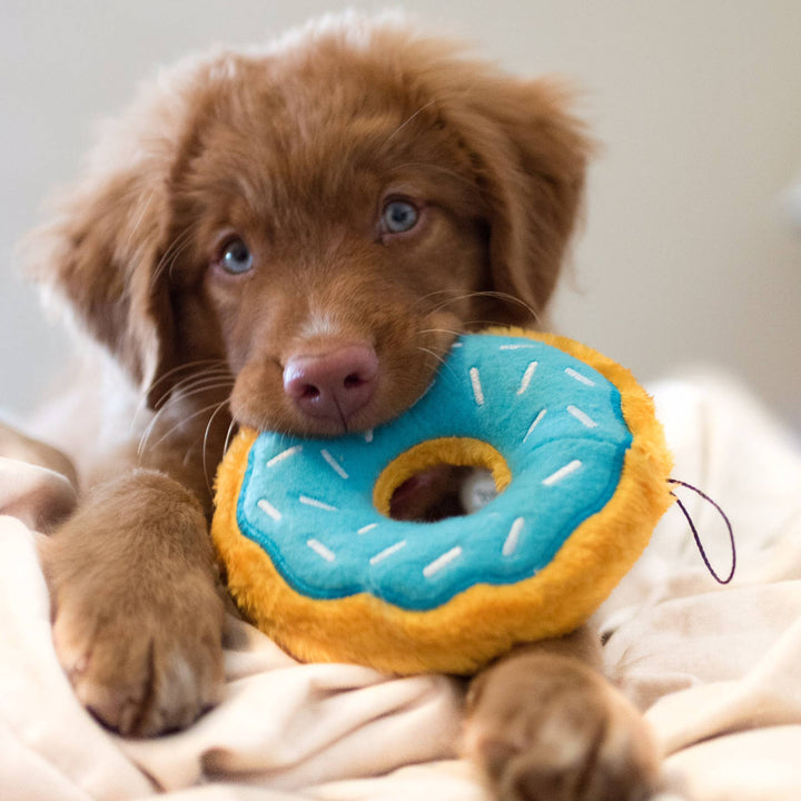 Junior Donutz - Blueberry - Dog Toy