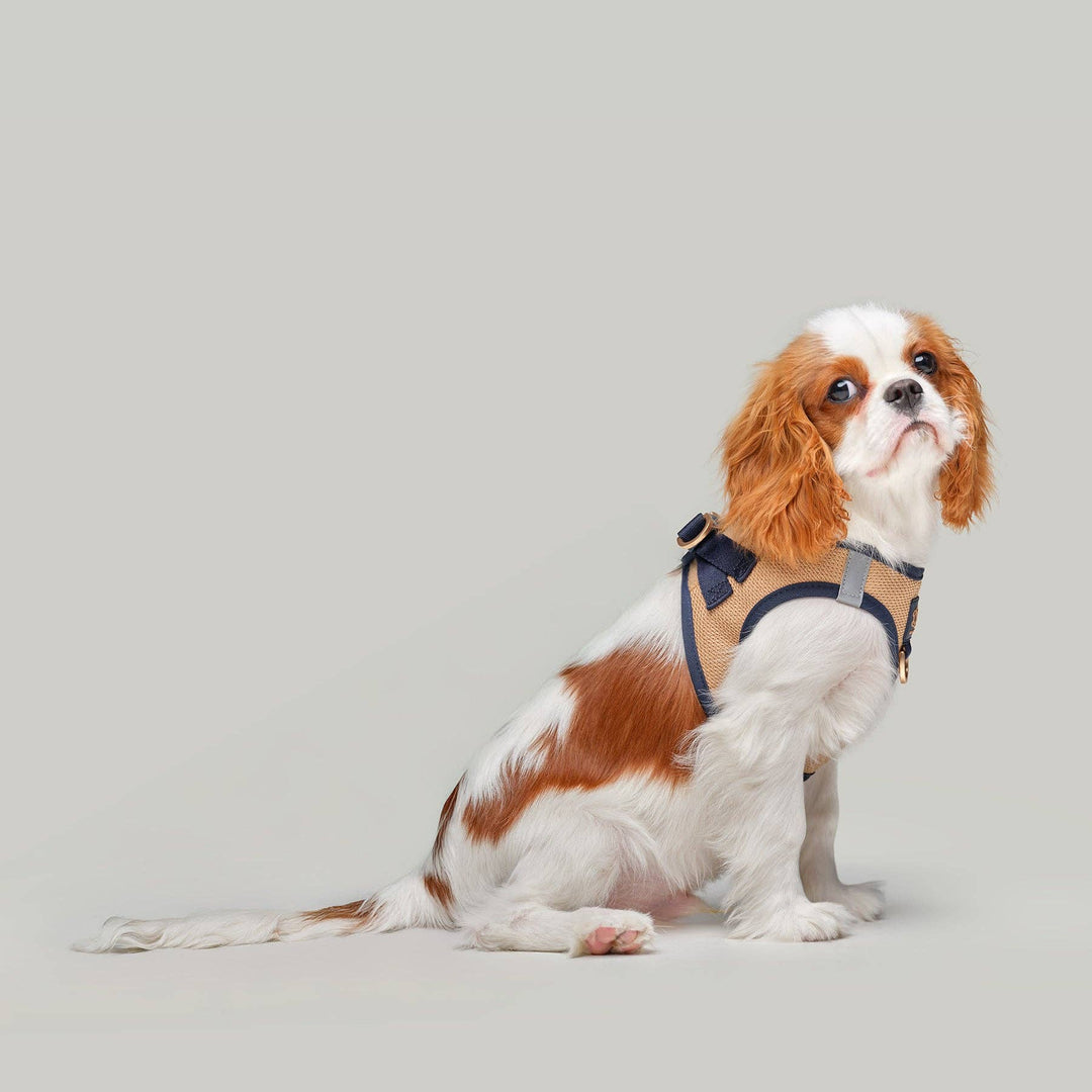SoHo Dog Harness - Hamptons