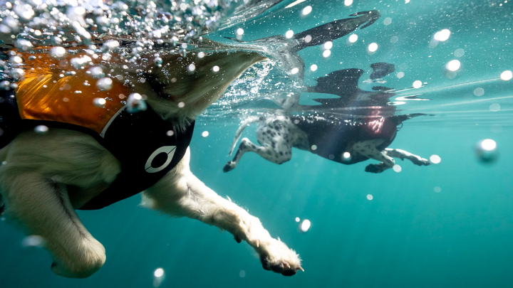 Float Doggy (Mango) Life Vest
