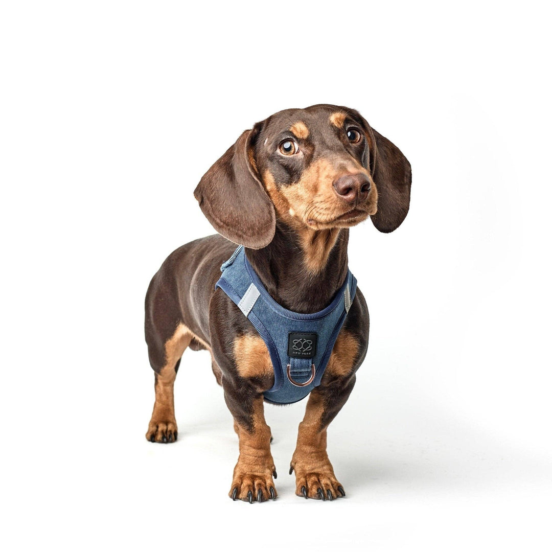 SoHo Dog Harness Denim