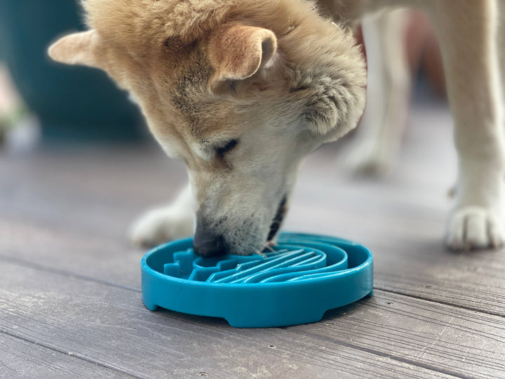 Baja Design eTray Shallow Slow Feeder Bowl