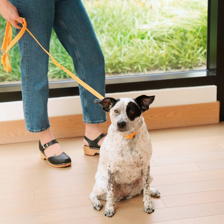 USA - The Fritz Dog Leash | Leash wit Handle | Multi Dog Leash