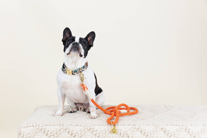 Coral/Orange Rope Leash