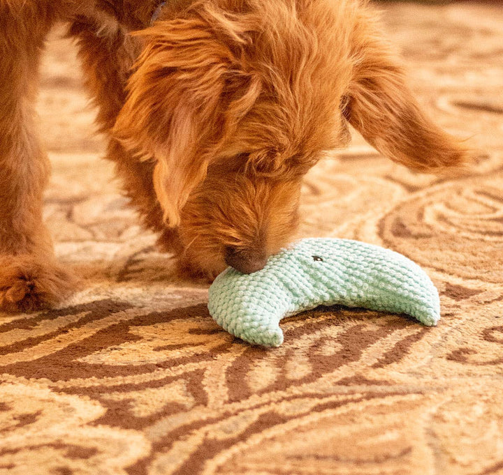 Crescent Moon Plush Dog Toy 8"
