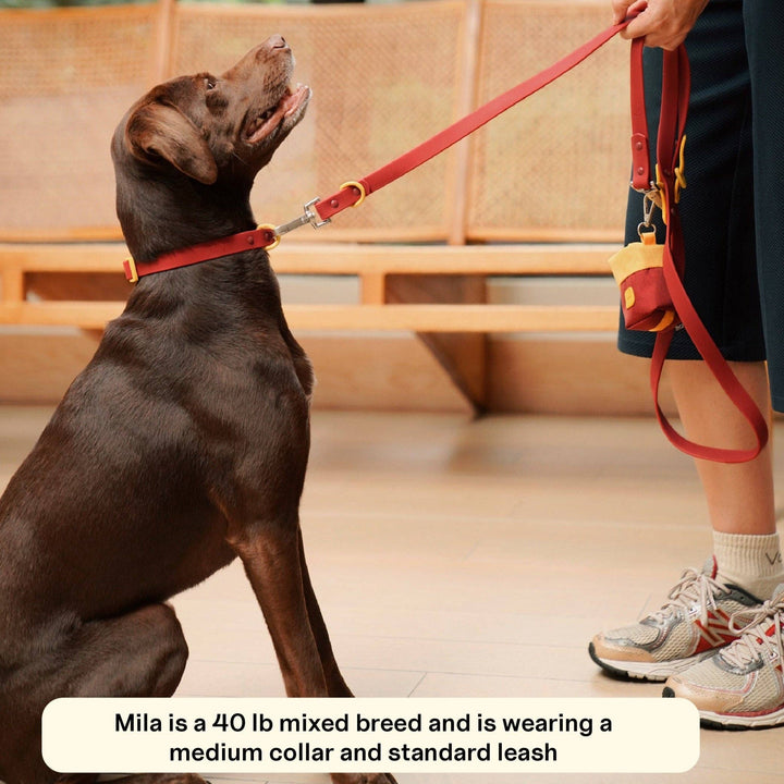 USA - The Fritz Dog Collar