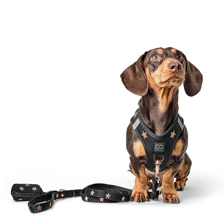 SoHo Dog Harness Rockstar