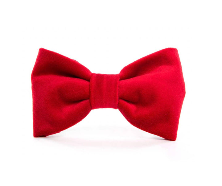 Cranberry Velvet Day Dog Bow Tie