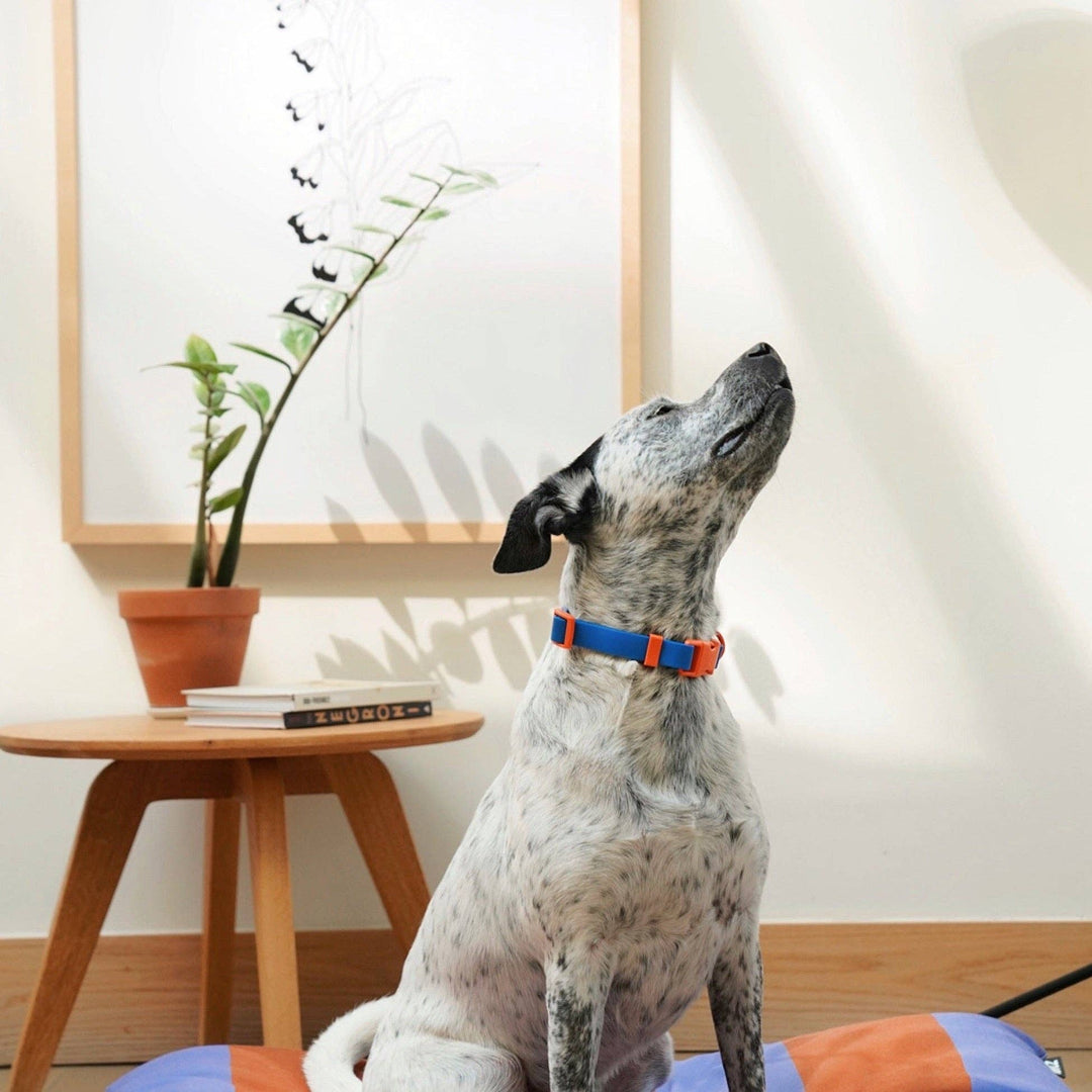 USA - The Fritz Dog Collar