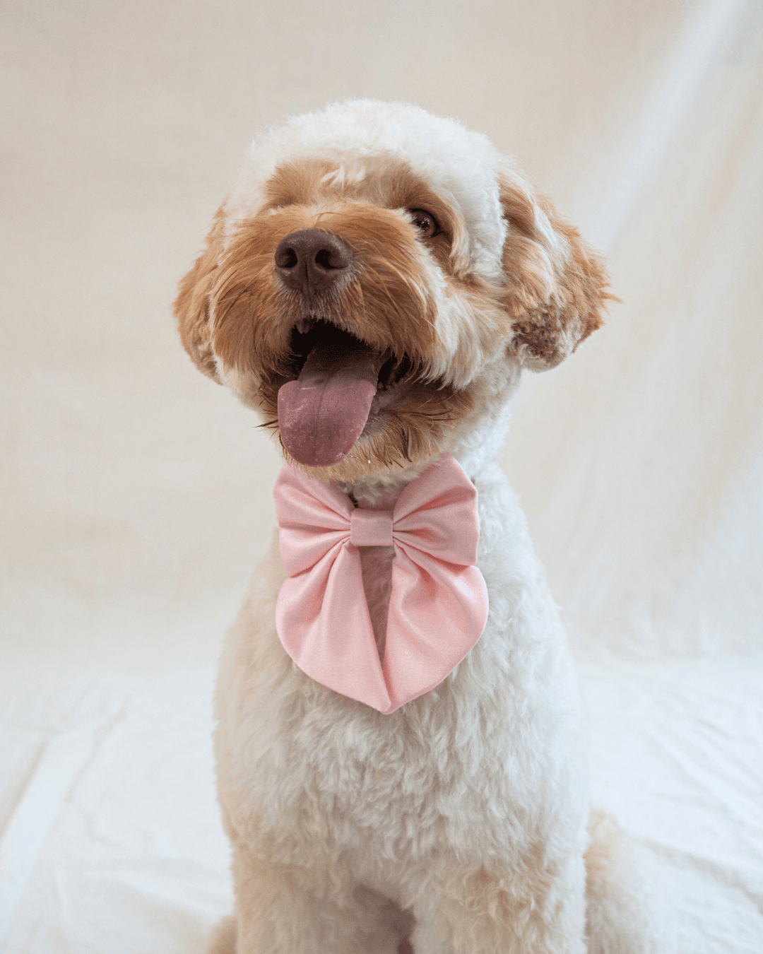 Wander! Collar Bow Blossom