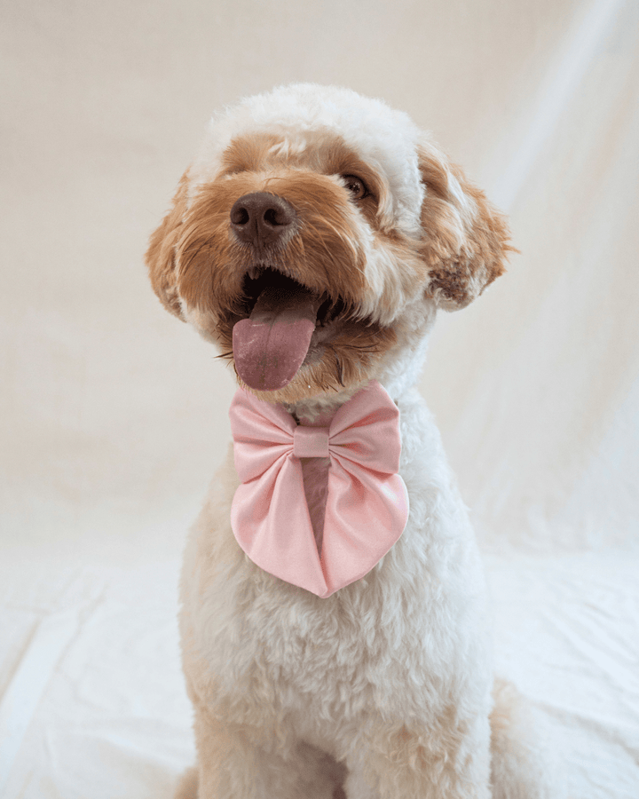 Wander! Collar Bow Blossom