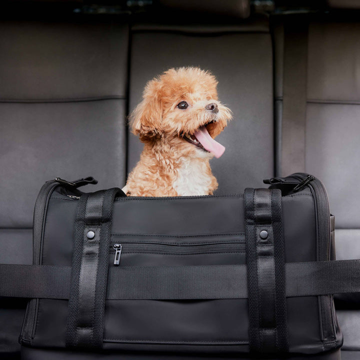 Onboard Travel Pet Carrier (Airline Compliant)