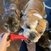 Fetch &amp; Chew Bone - Made in the USA