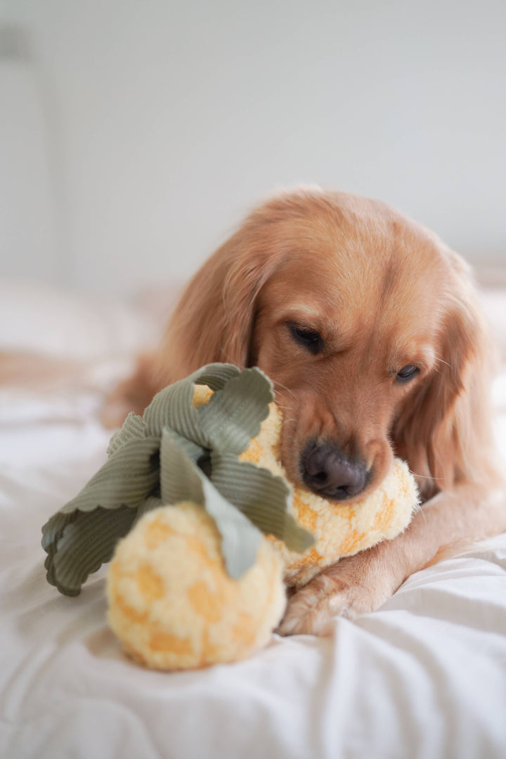 Pineapple Enrichment Dog Toy
