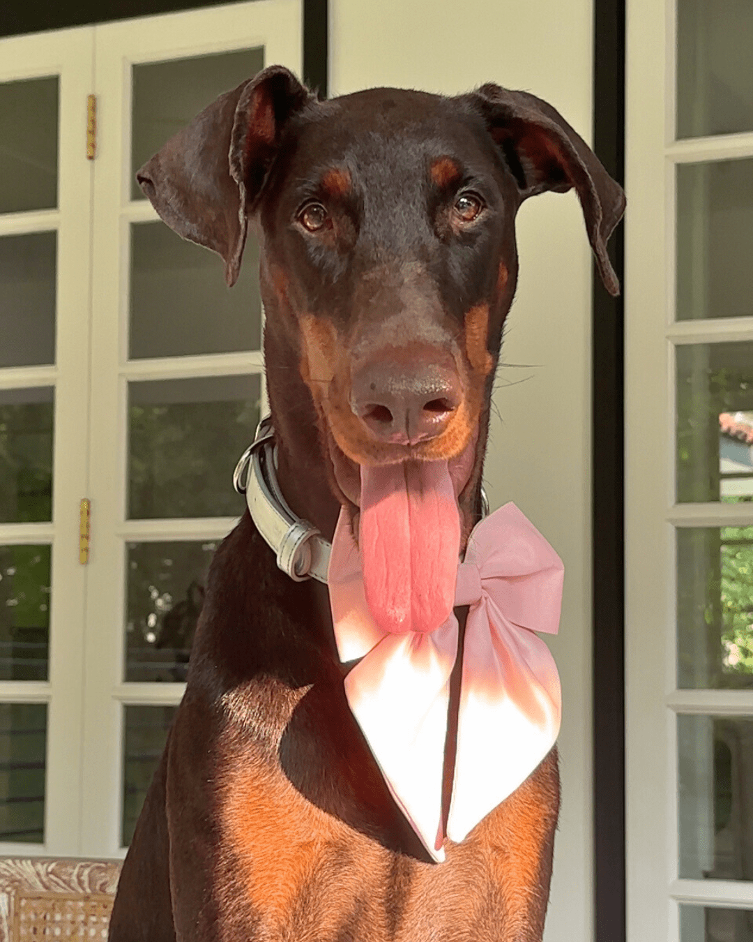 Wander! Collar Bow Blossom