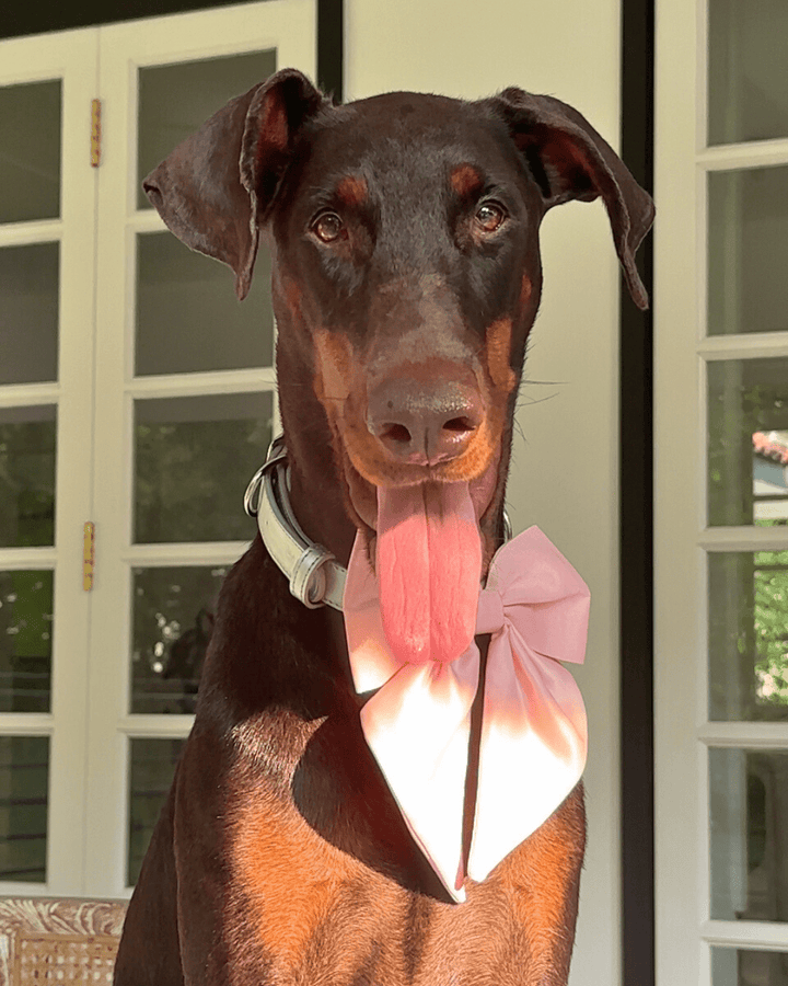 Wander! Collar Bow Blossom