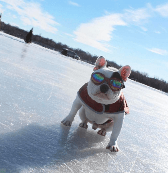 Sport Shades Dog Goggles